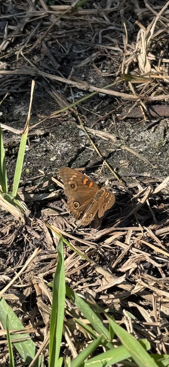West Indian Mangrove Buckeye - ML647165015