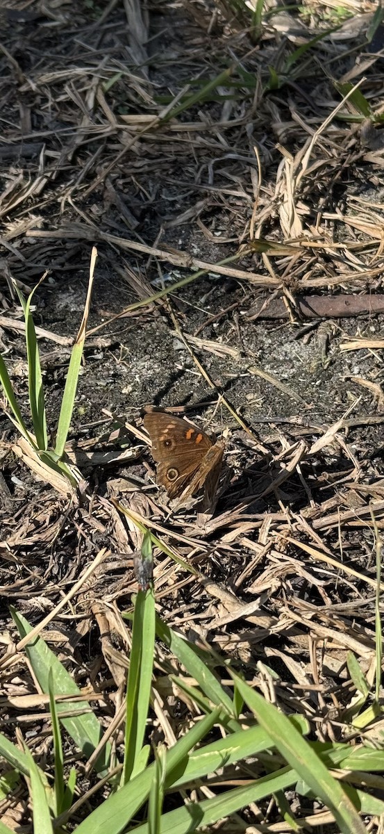 West Indian Mangrove Buckeye - ML647165016