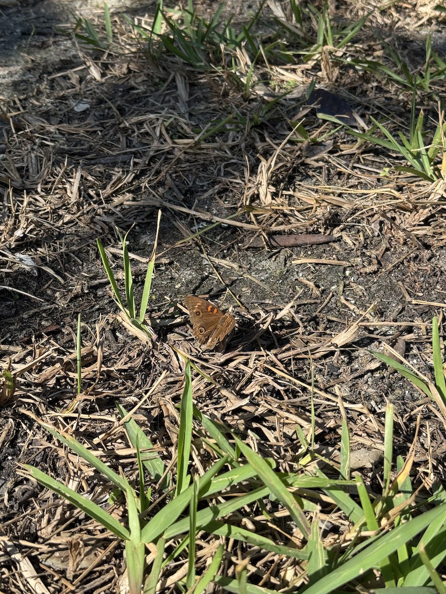 West Indian Mangrove Buckeye - ML647165017