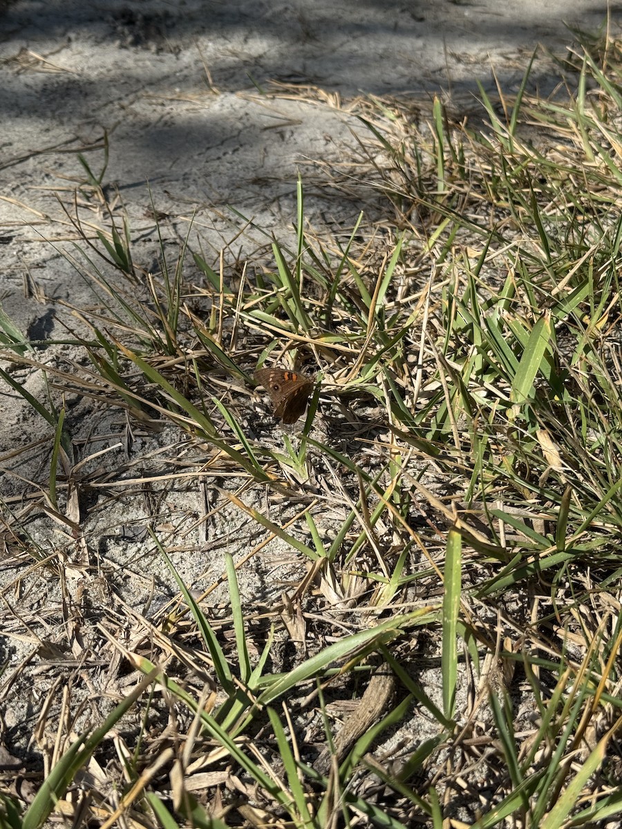 West Indian Mangrove Buckeye - ML647165018