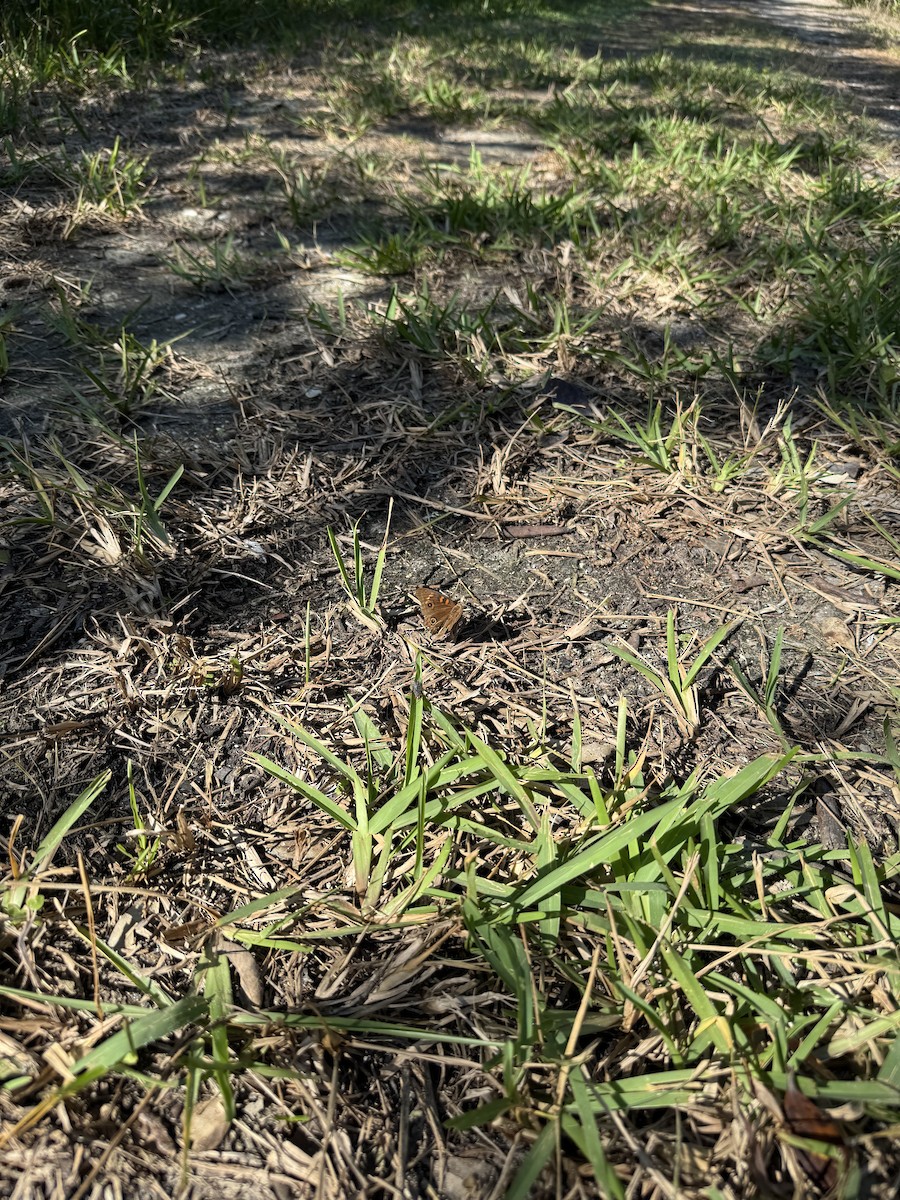 West Indian Mangrove Buckeye - ML647165019