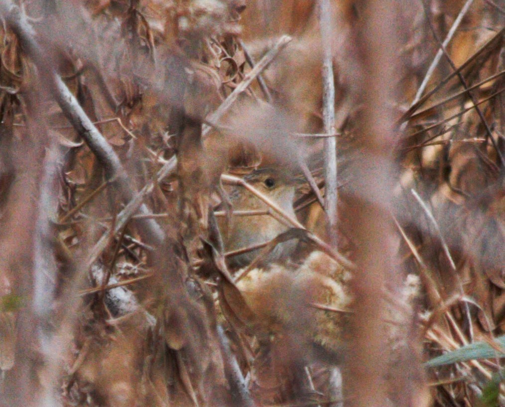 Sedge Wren - ML647165020