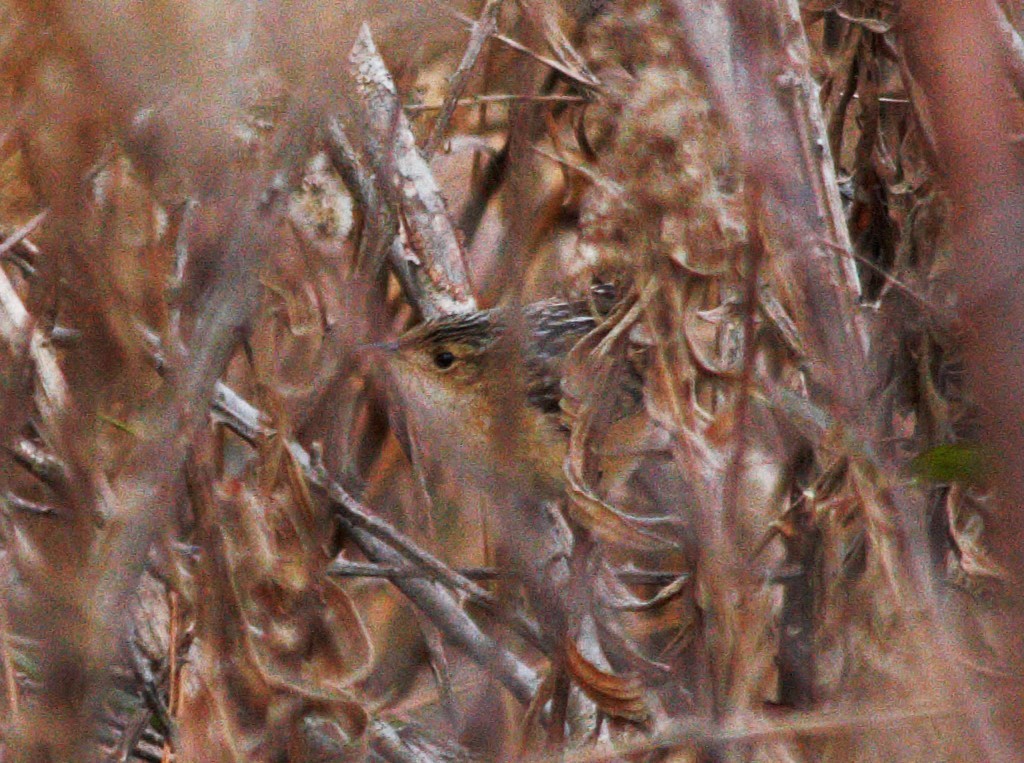 Sedge Wren - ML647165021