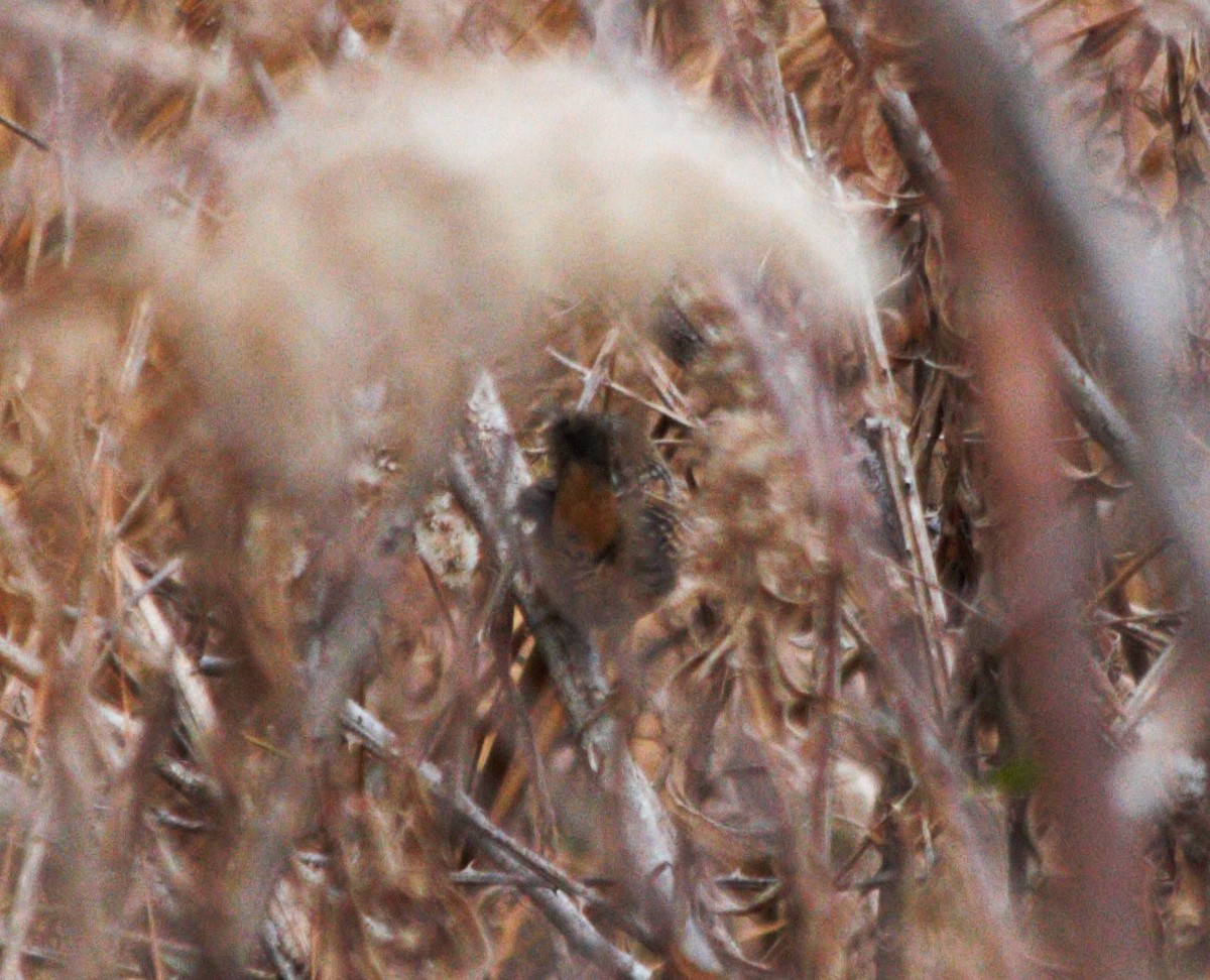 Sedge Wren - ML647165022