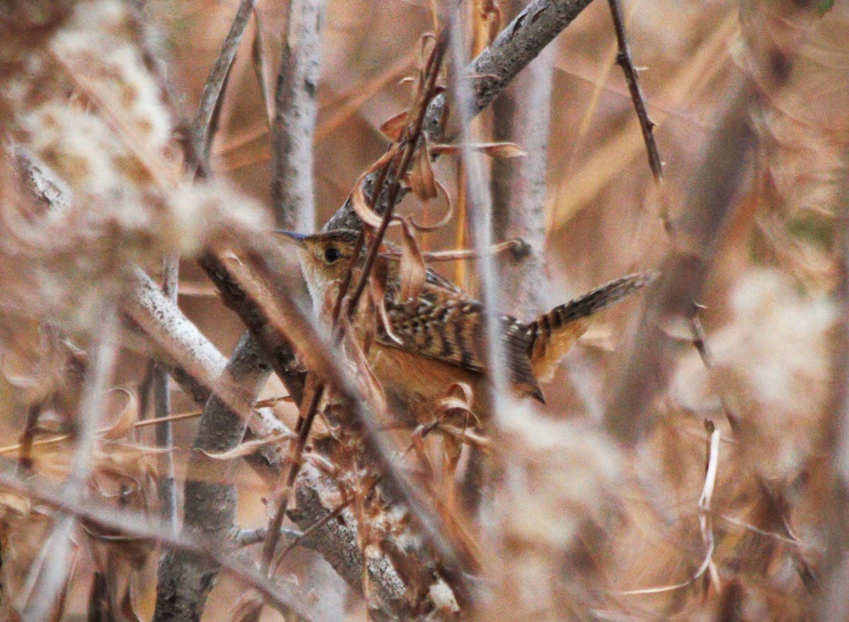 Sedge Wren - ML647165023