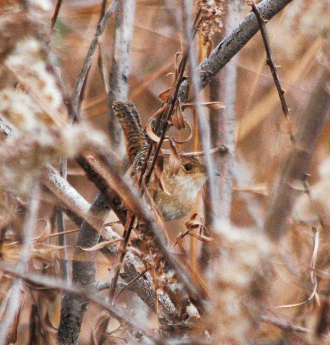 Sedge Wren - ML647165024