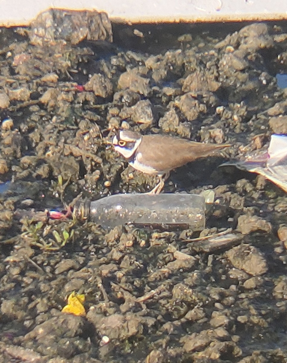 Little Ringed Plover - ML647165025