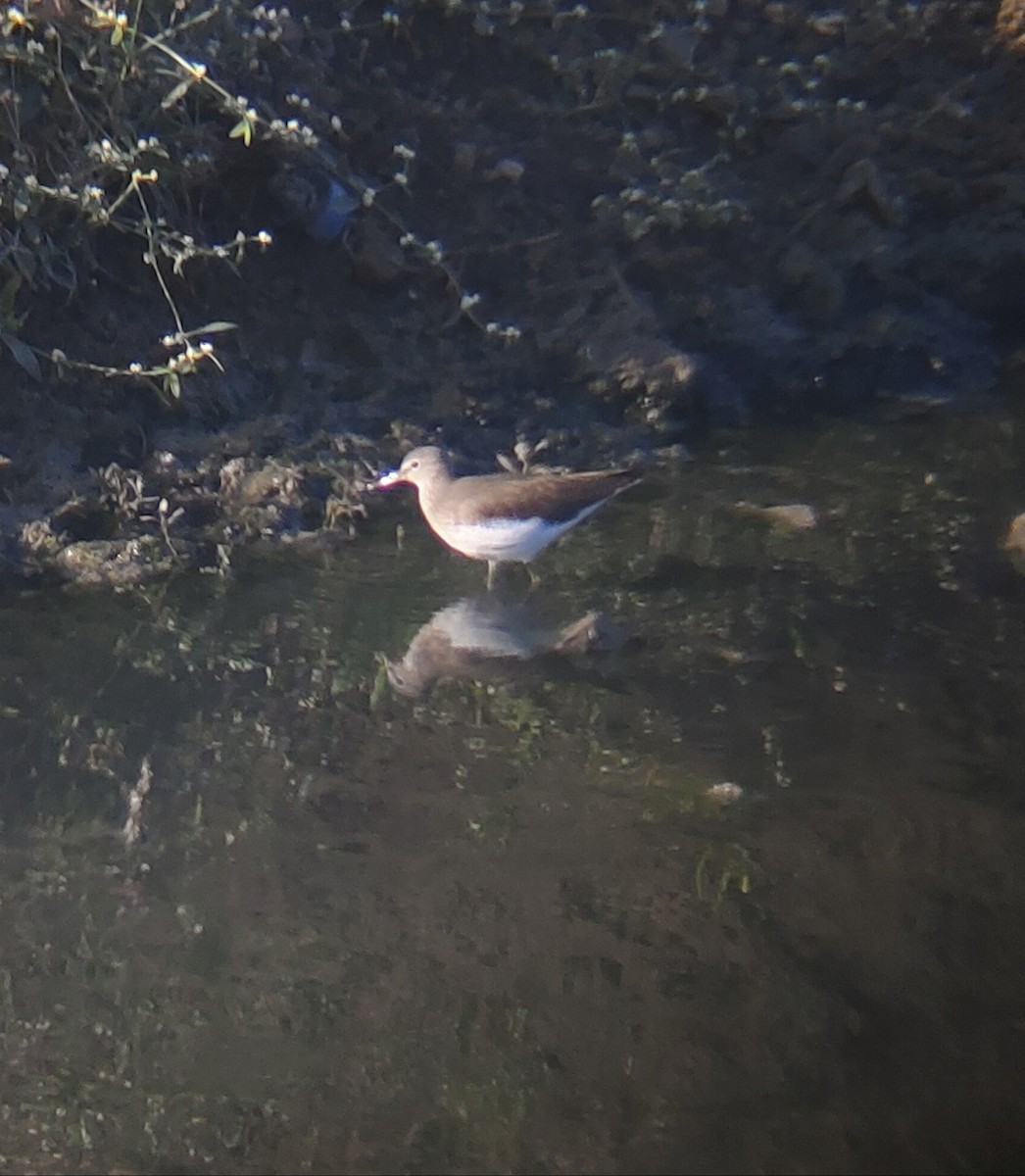 Green Sandpiper - ML647165026