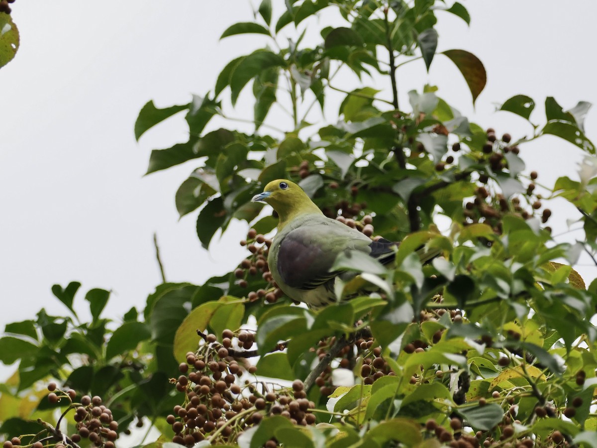 White-bellied Green-Pigeon - ML647165028