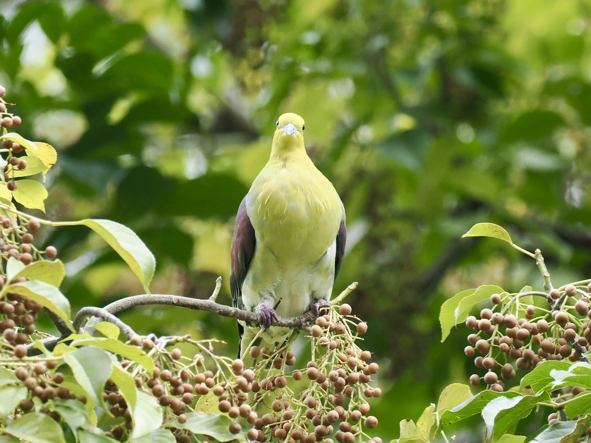 White-bellied Green-Pigeon - ML647165029