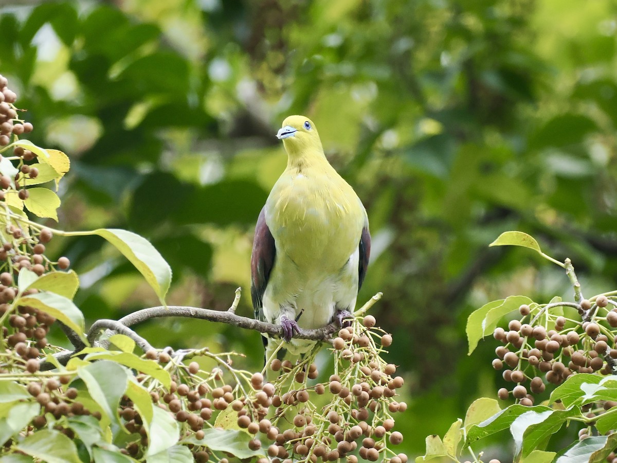 White-bellied Green-Pigeon - ML647165030