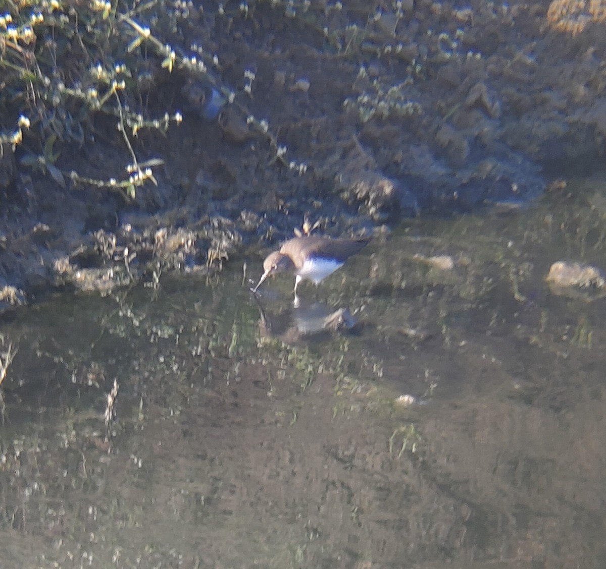 Green Sandpiper - ML647165031