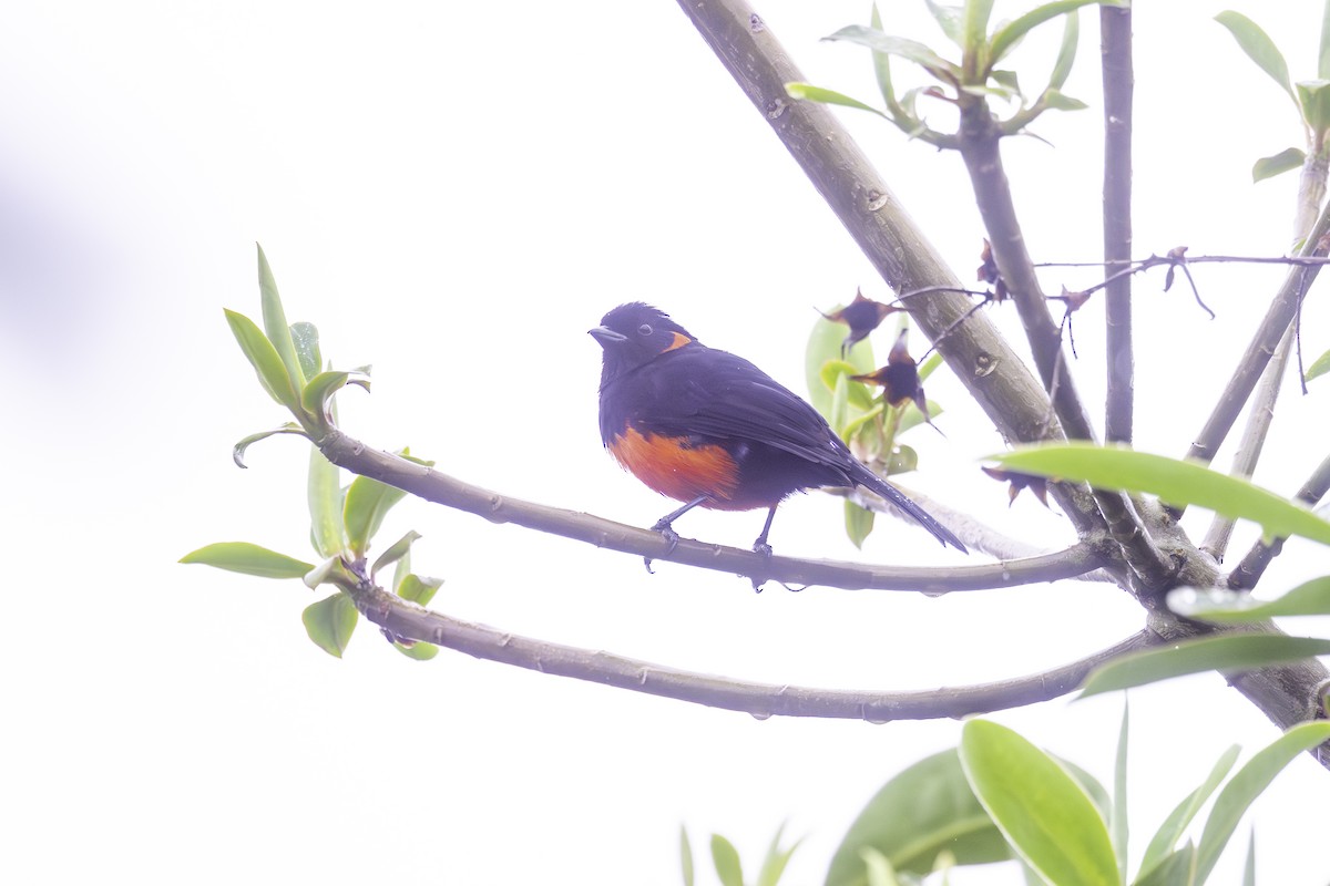 Scarlet-bellied Mountain Tanager - ML647165032