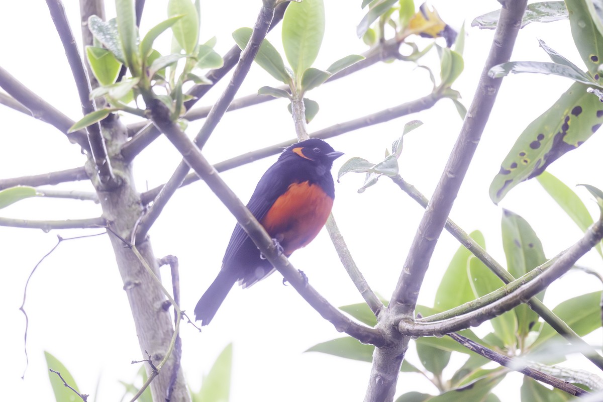 Scarlet-bellied Mountain Tanager - ML647165033