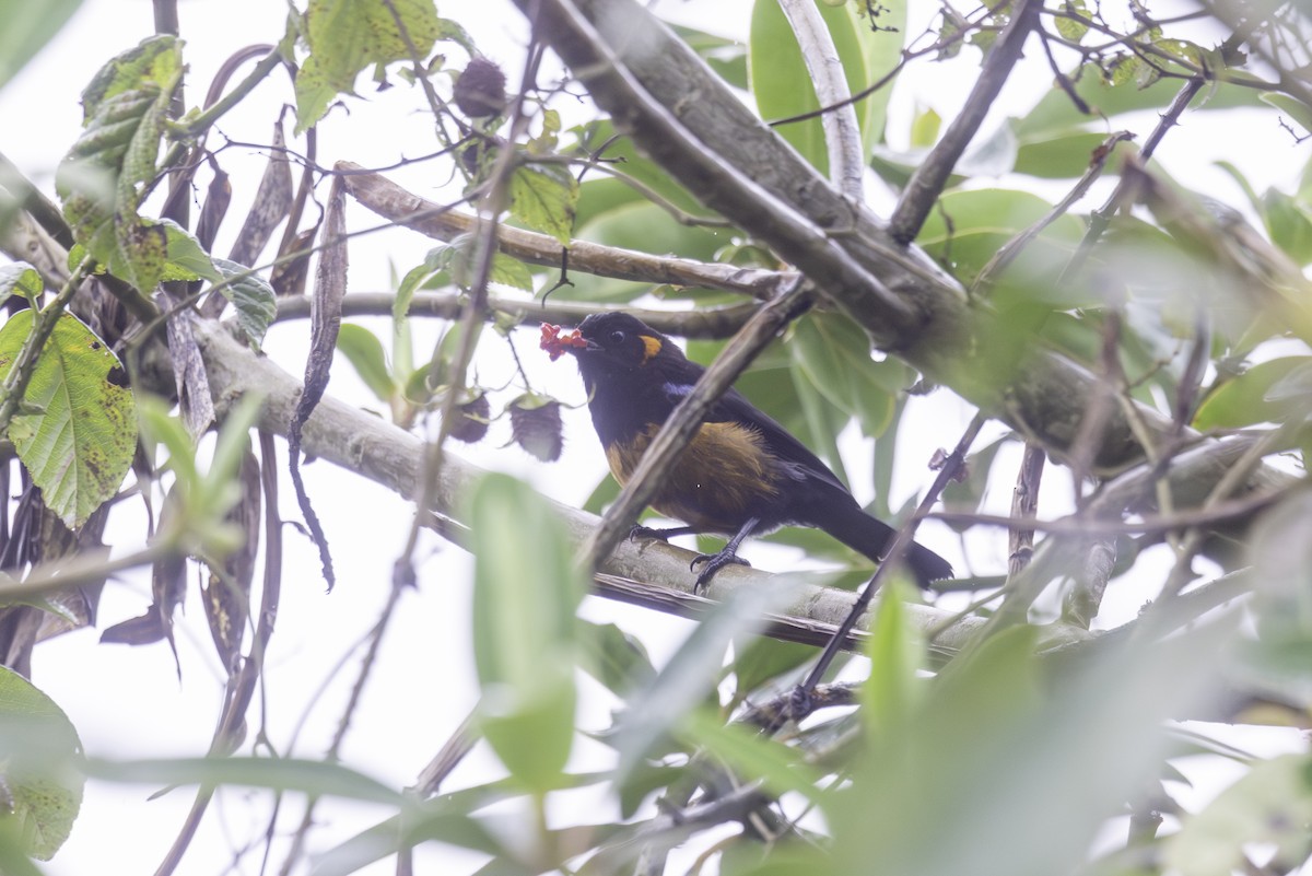 Scarlet-bellied Mountain Tanager - ML647165034