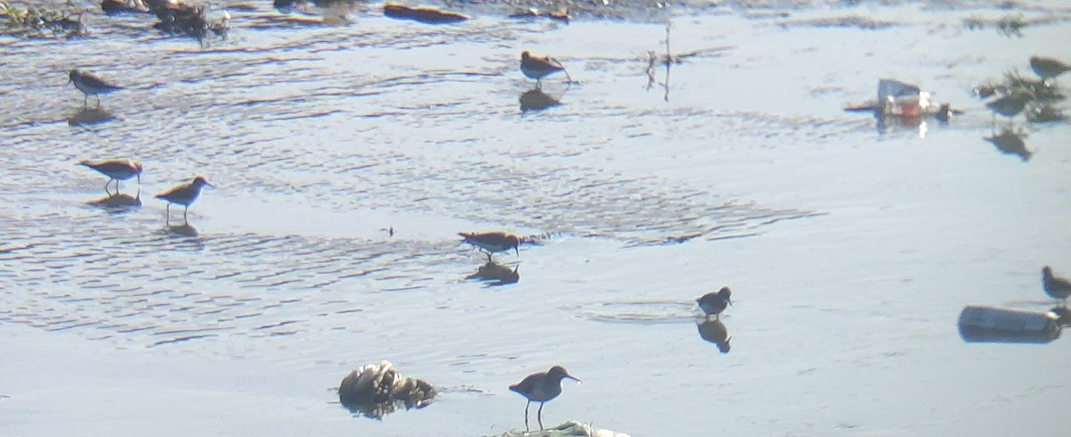 Common Sandpiper - ML647165035