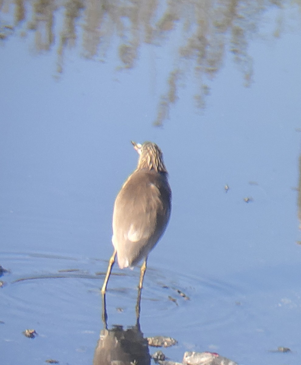 Indian Pond-Heron - ML647165036