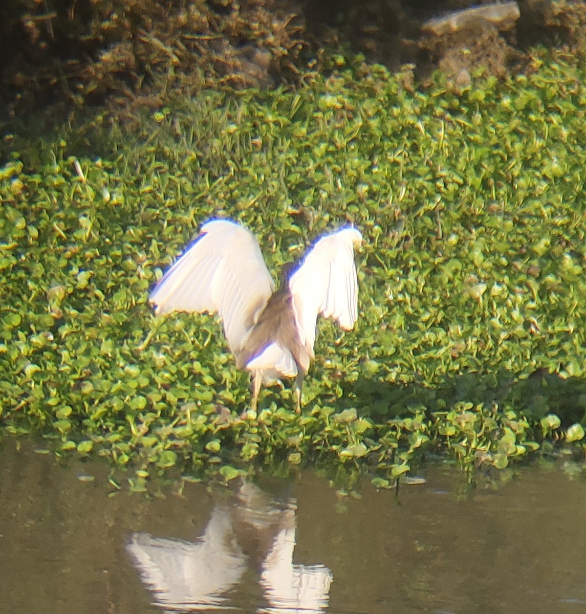 Indian Pond-Heron - ML647165037