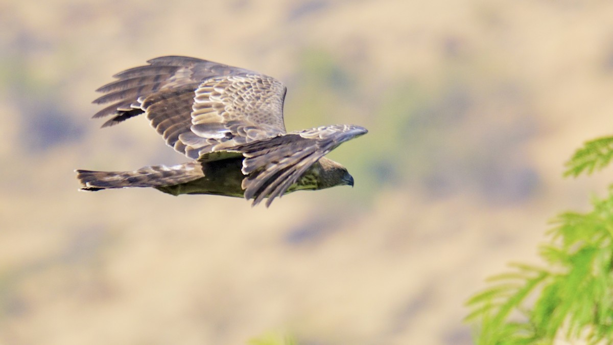 Changeable Hawk-Eagle - ML647165039