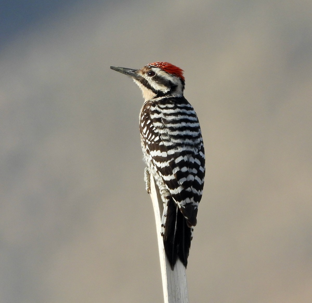 Ladder-backed Woodpecker - ML647165040