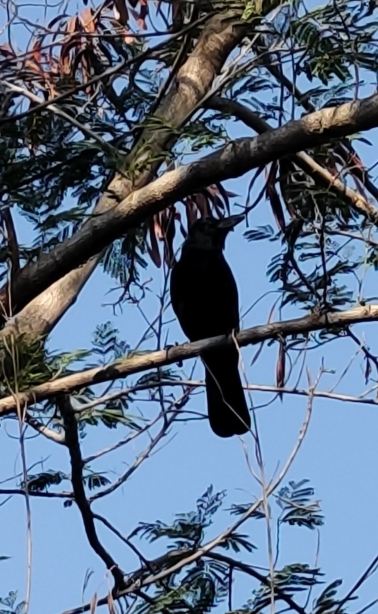 House Crow - ML647165042