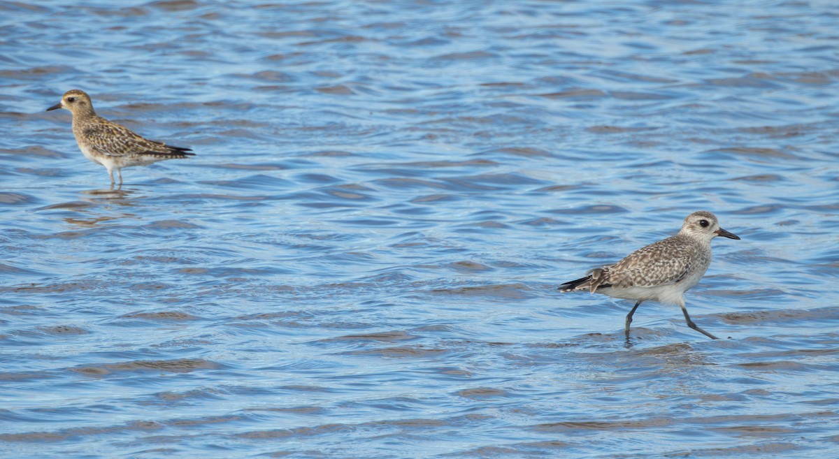 חופזי מנומר - ML647165043
