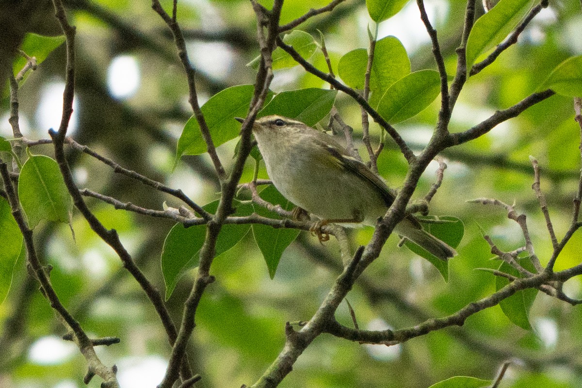 Yellow-browed Warbler - ML647165044