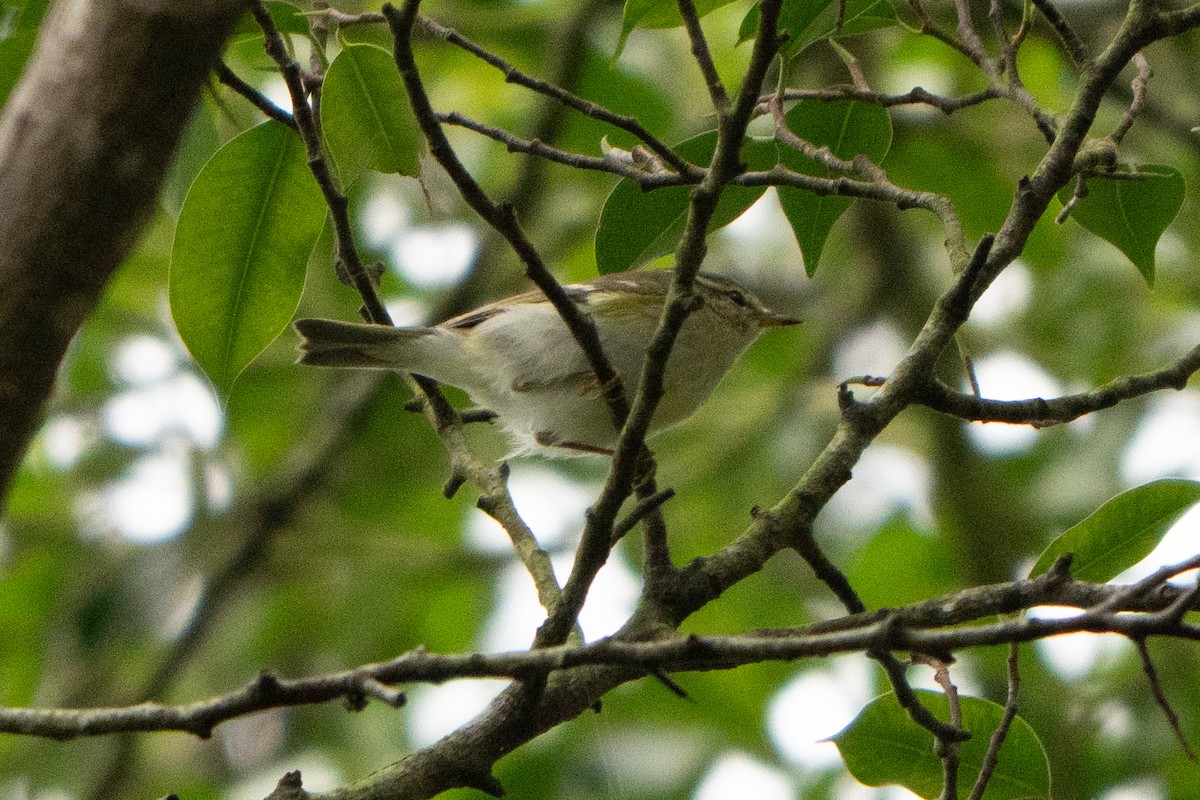 Yellow-browed Warbler - ML647165045