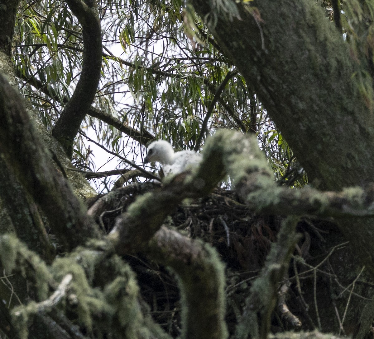 Crowned Eagle - ML647165046