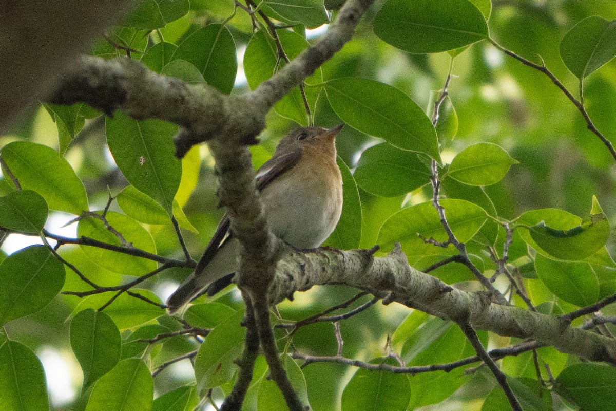 Mugimaki Flycatcher - ML647165047