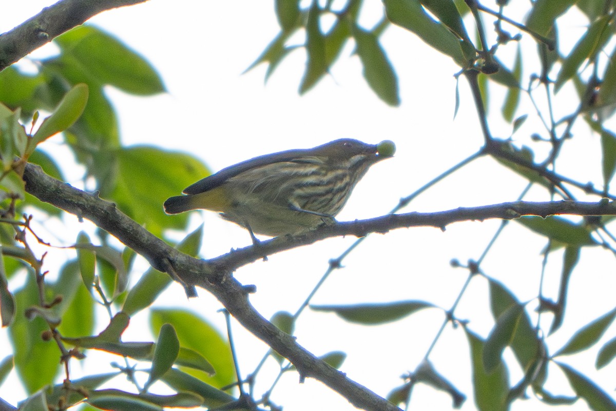 Yellow-vented Flowerpecker - ML647165048