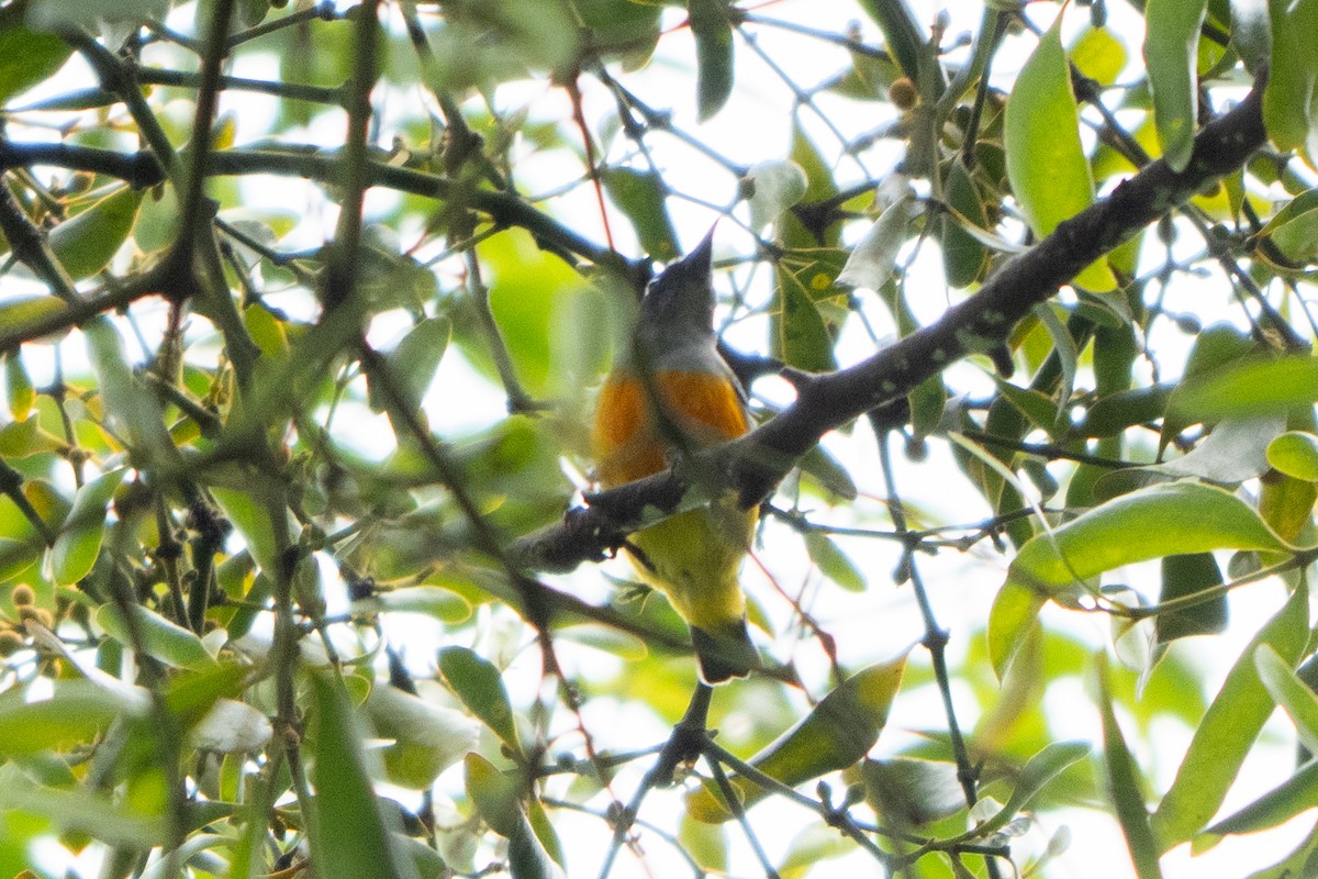 Orange-bellied Flowerpecker - ML647165049