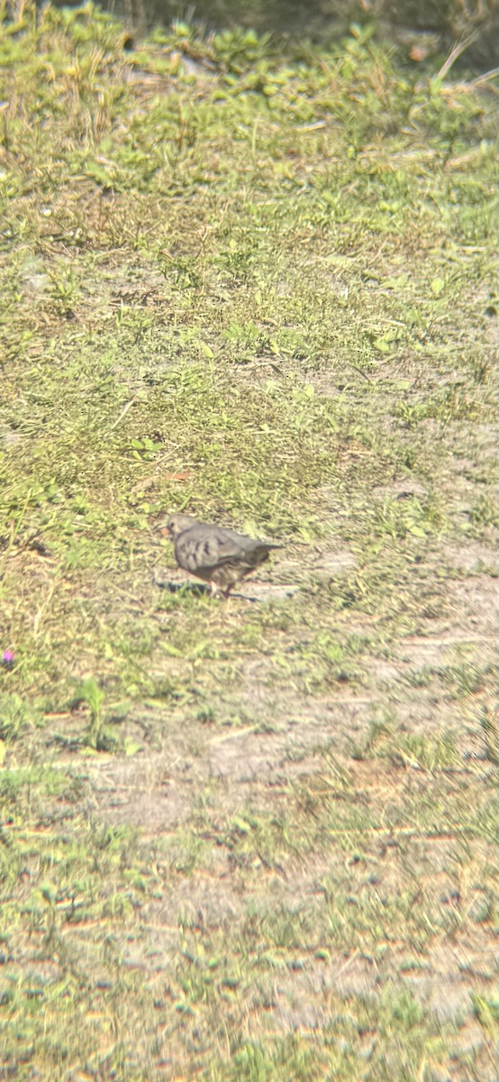 Common Ground Dove - ML647165050