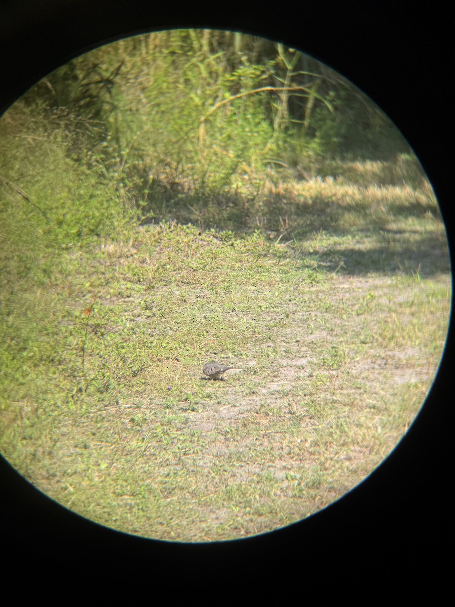 Common Ground Dove - ML647165051