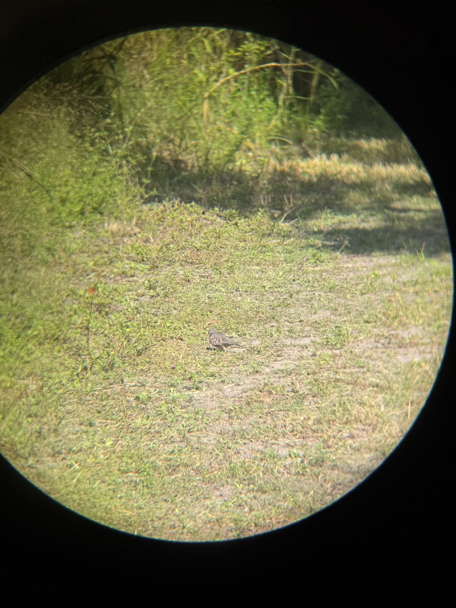 Common Ground Dove - ML647165052