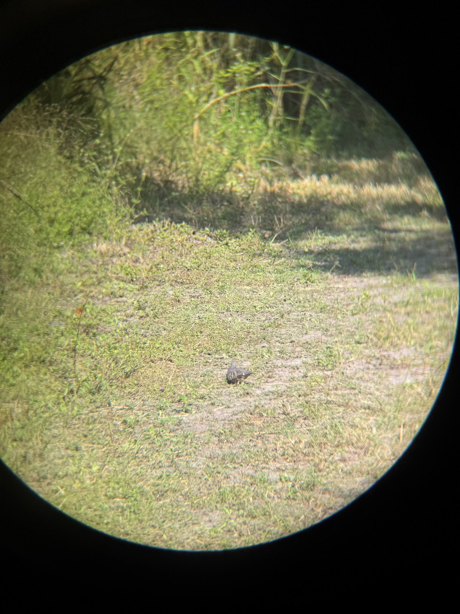 Common Ground Dove - ML647165053