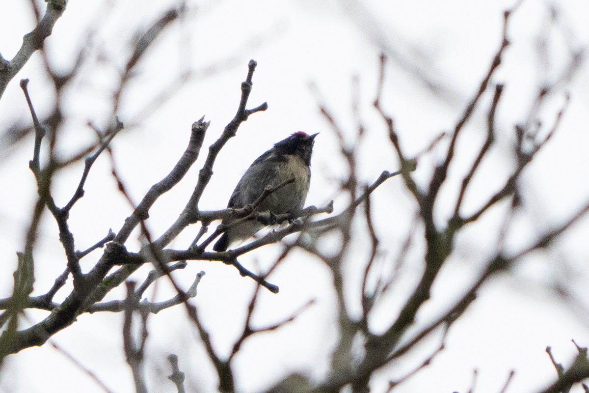 Scarlet-backed Flowerpecker - ML647165054