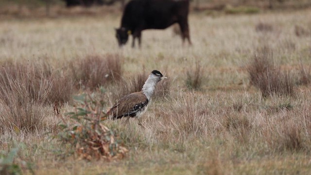 Australian Bustard - ML647165059