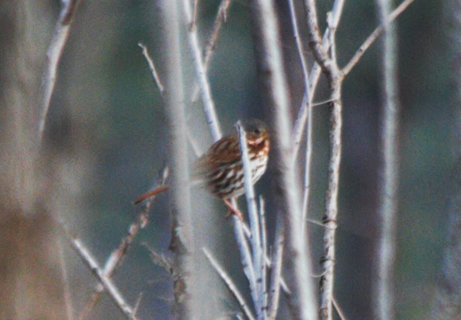 strnadec kaštanový - ML647165072