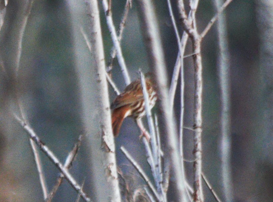 strnadec kaštanový - ML647165073