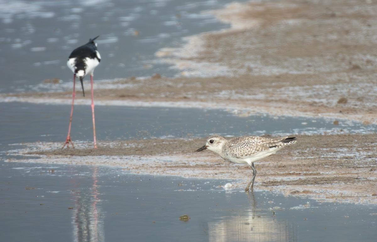 חופזי מנומר - ML647165077