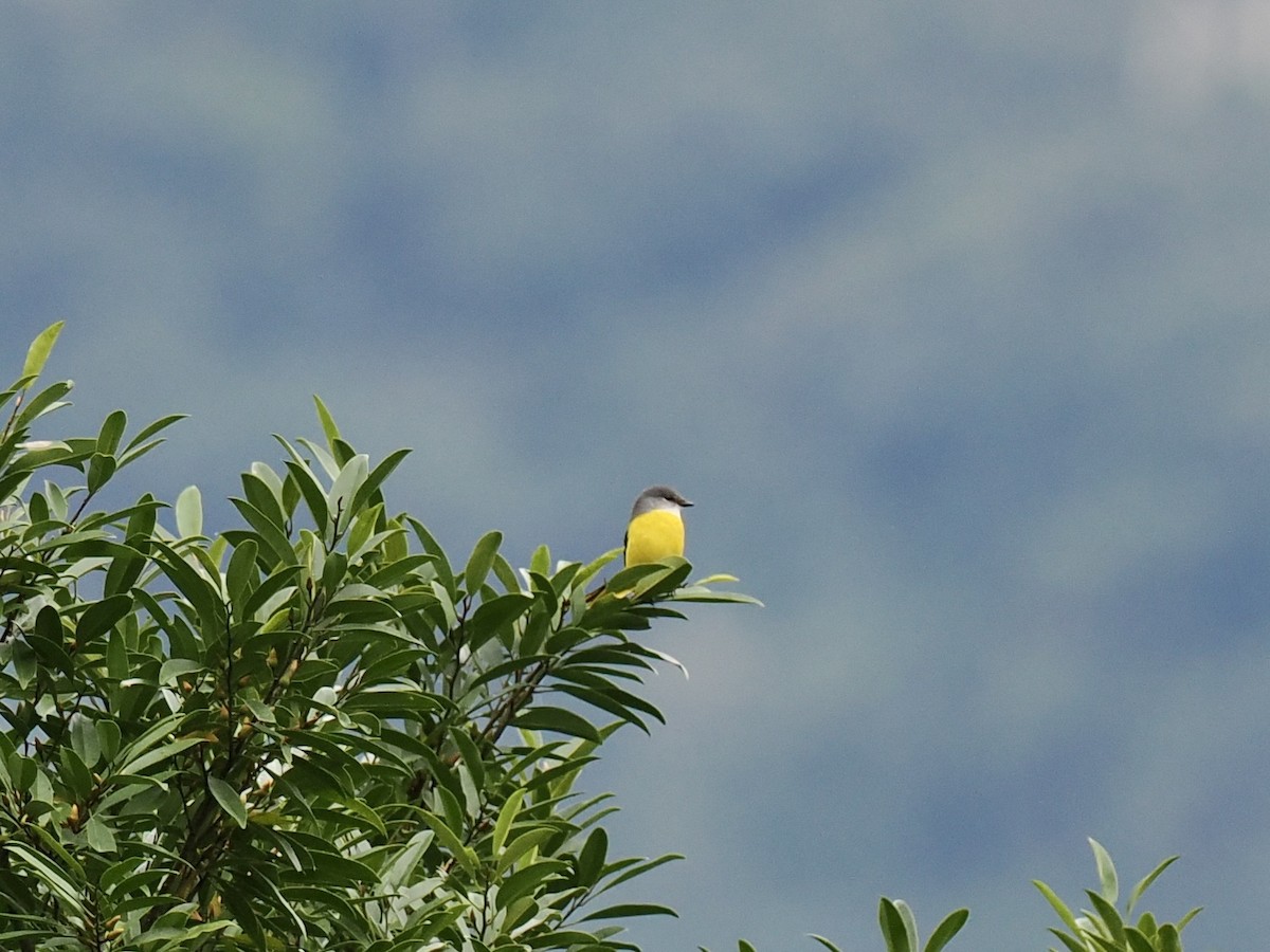 Личинкоїд сірощокий - ML647165078