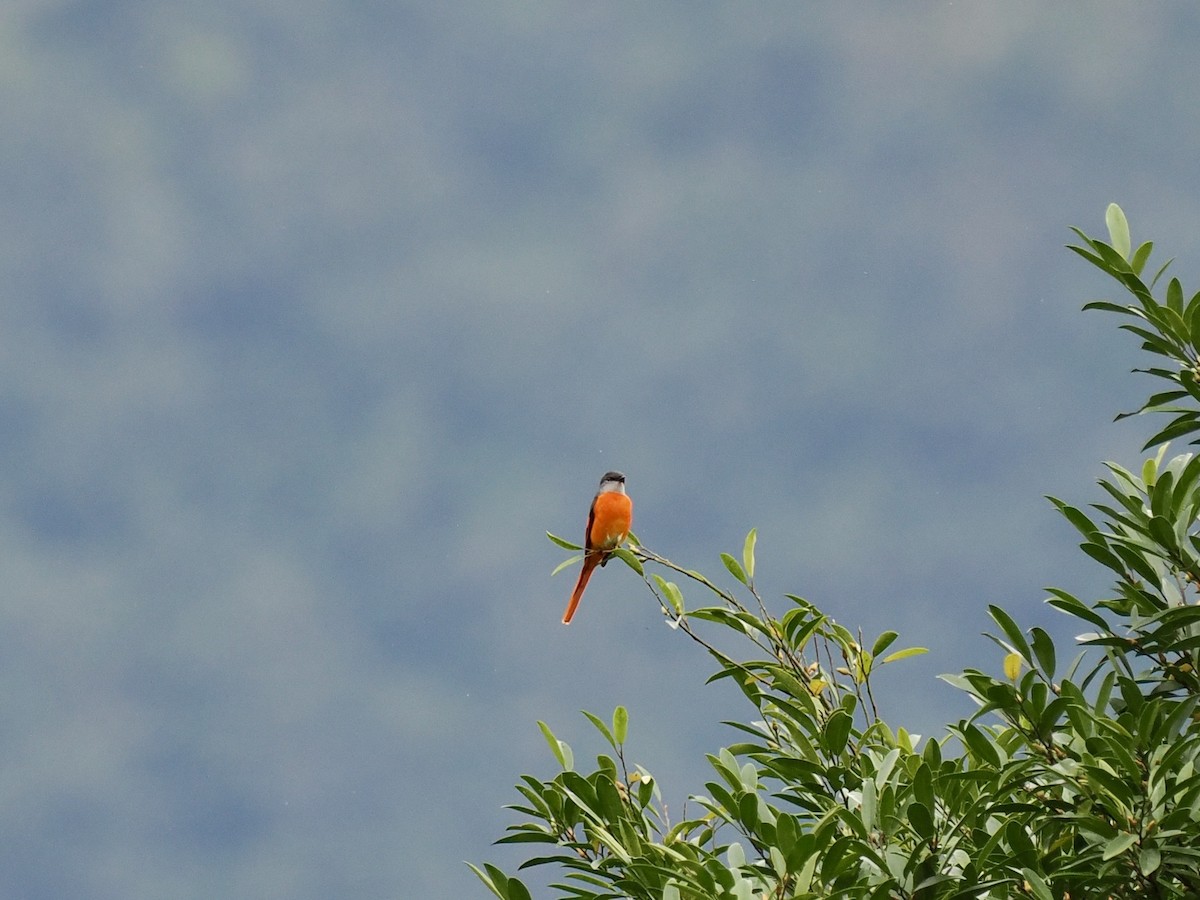 Личинкоїд сірощокий - ML647165079