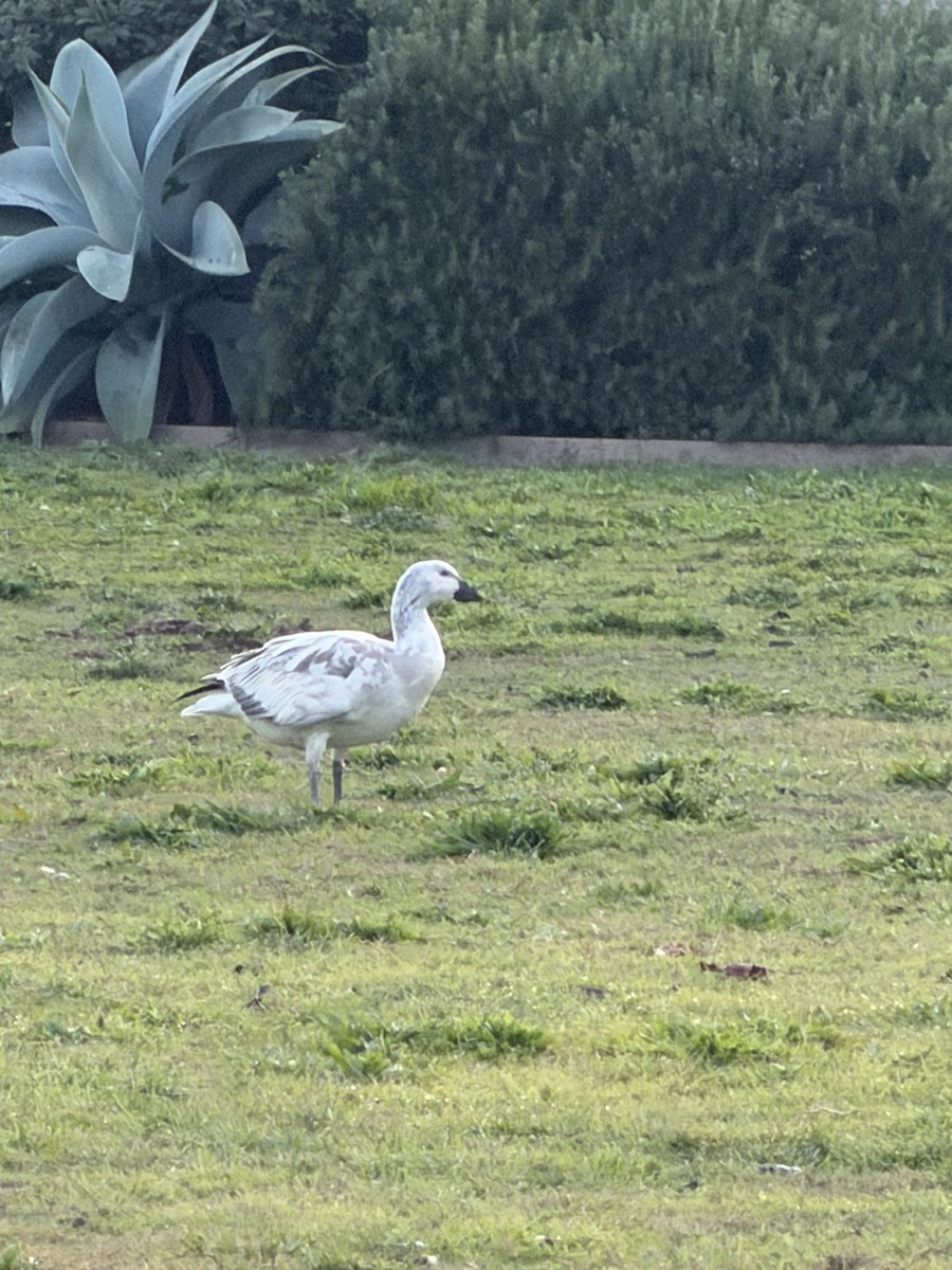 Snow Goose - ML647165084