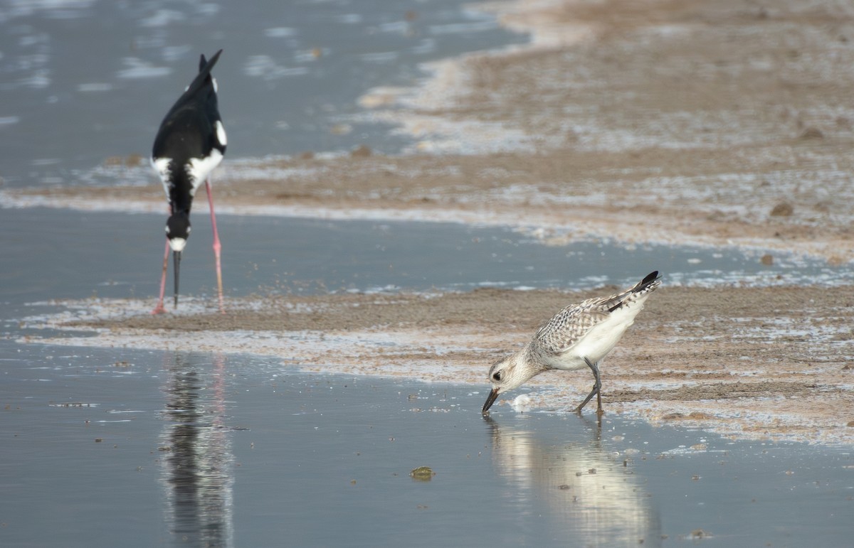 חופזי מנומר - ML647165089