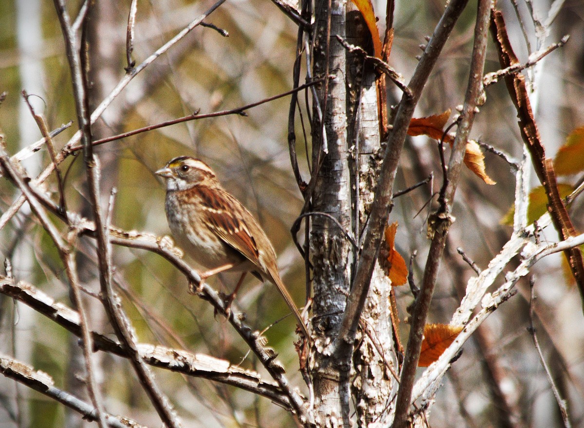 White-throated Sparrow - ML647165090