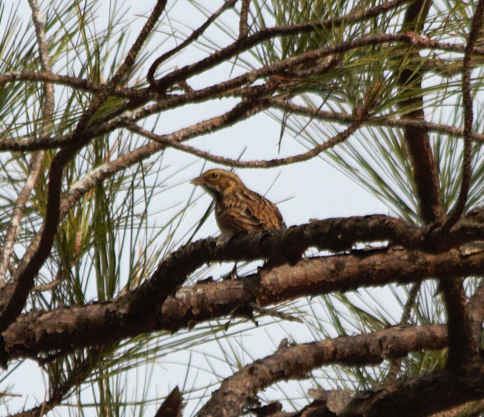 Savannah Sparrow - ML647165103