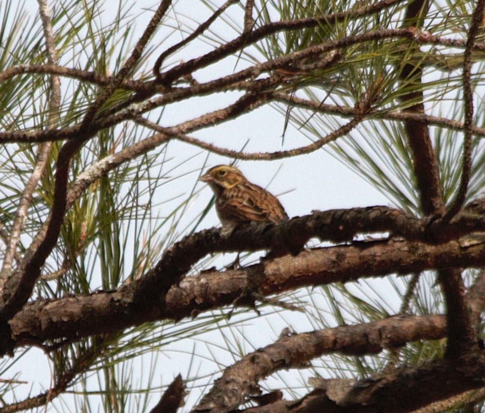Savannah Sparrow - ML647165104