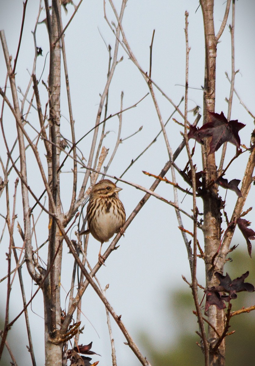 Song Sparrow - ML647165123
