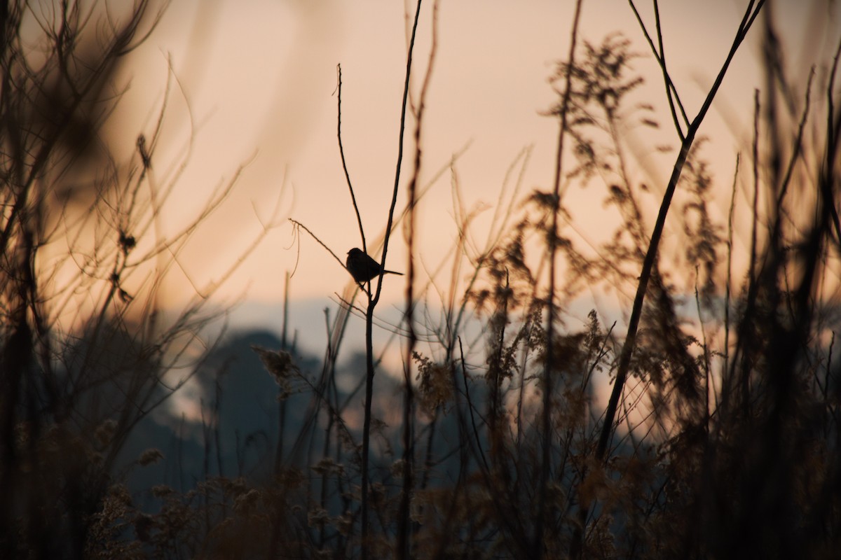 Song Sparrow - ML647165124